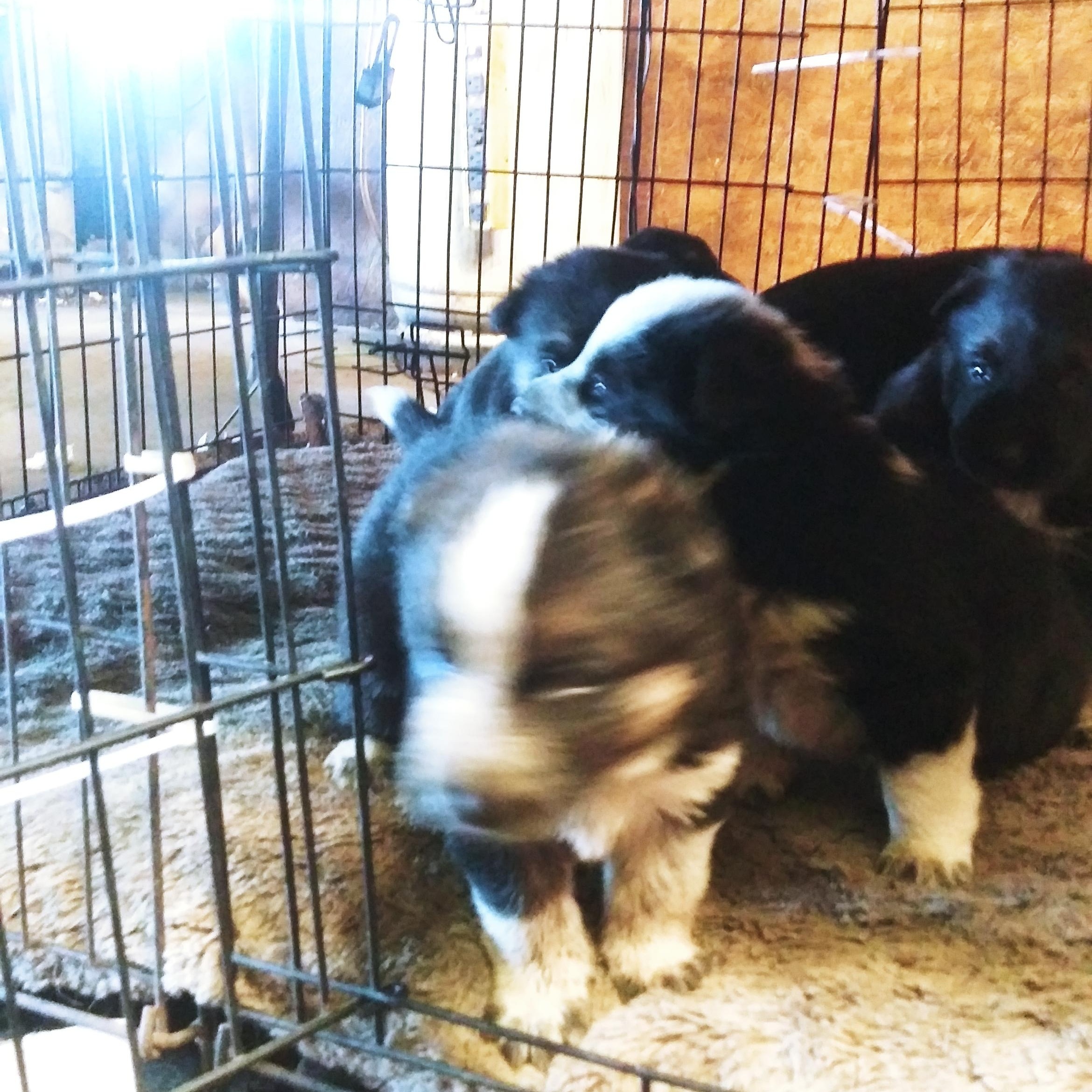 Puppy girls