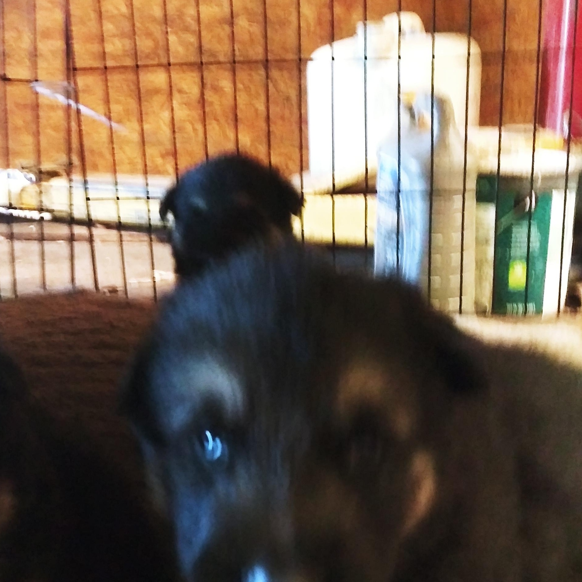 Puppy girls