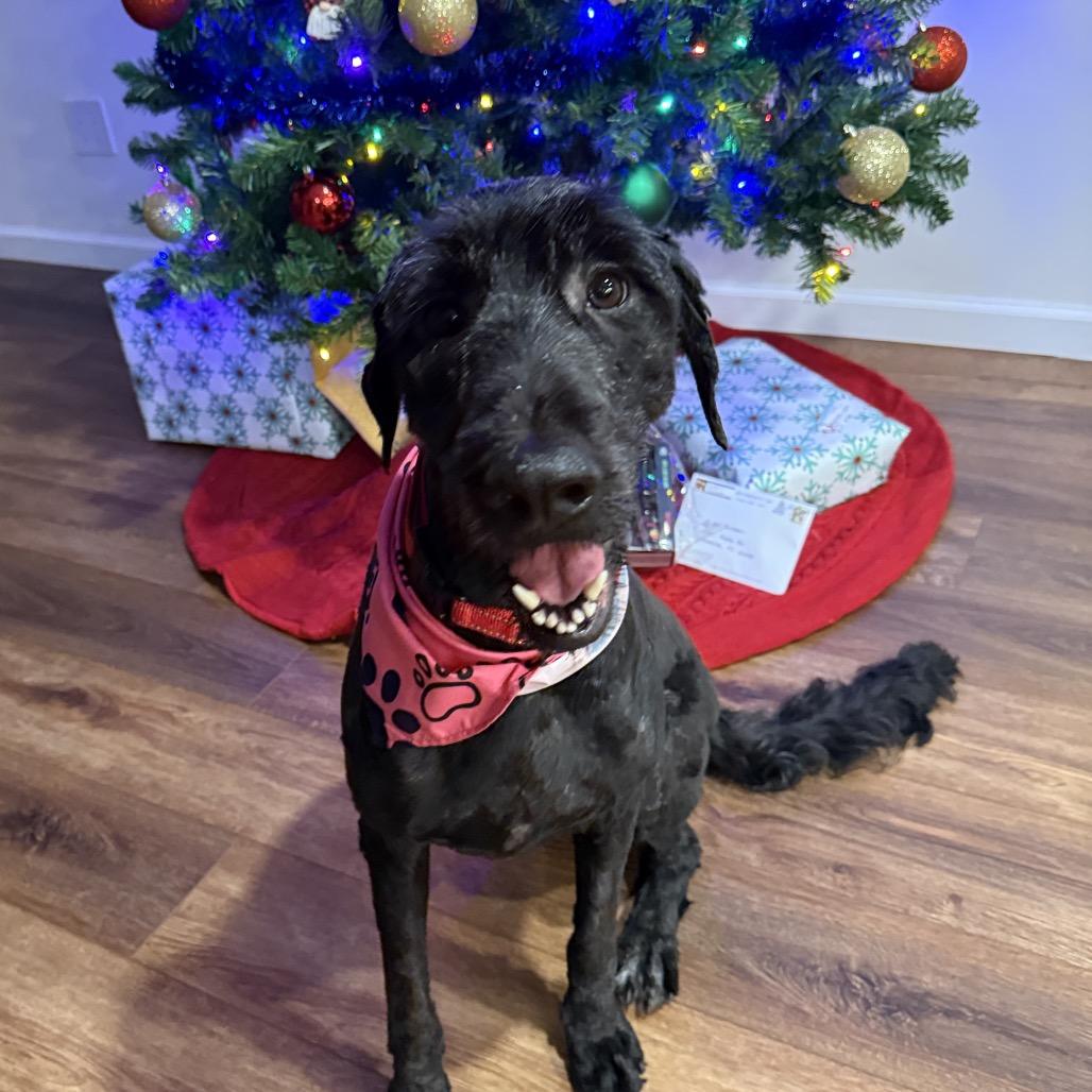 Enlarge Clara, a Adoptable mixed breed in Sarasota, FL image 1/6