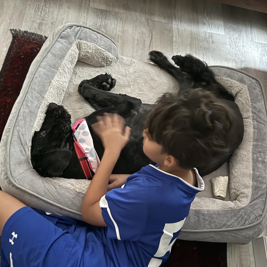 Enlarge Clara, a Adoptable mixed breed in Sarasota, FL image 2/6