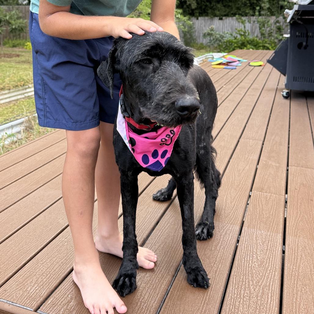 Enlarge Clara, a Adoptable mixed breed in Sarasota, FL image 3/6