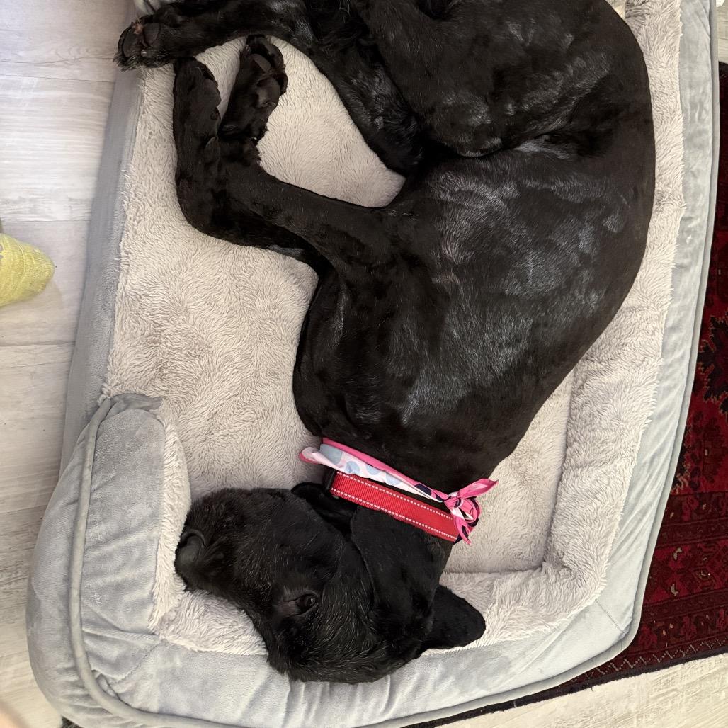 Enlarge Clara, a Adoptable mixed breed in Sarasota, FL image 4/6