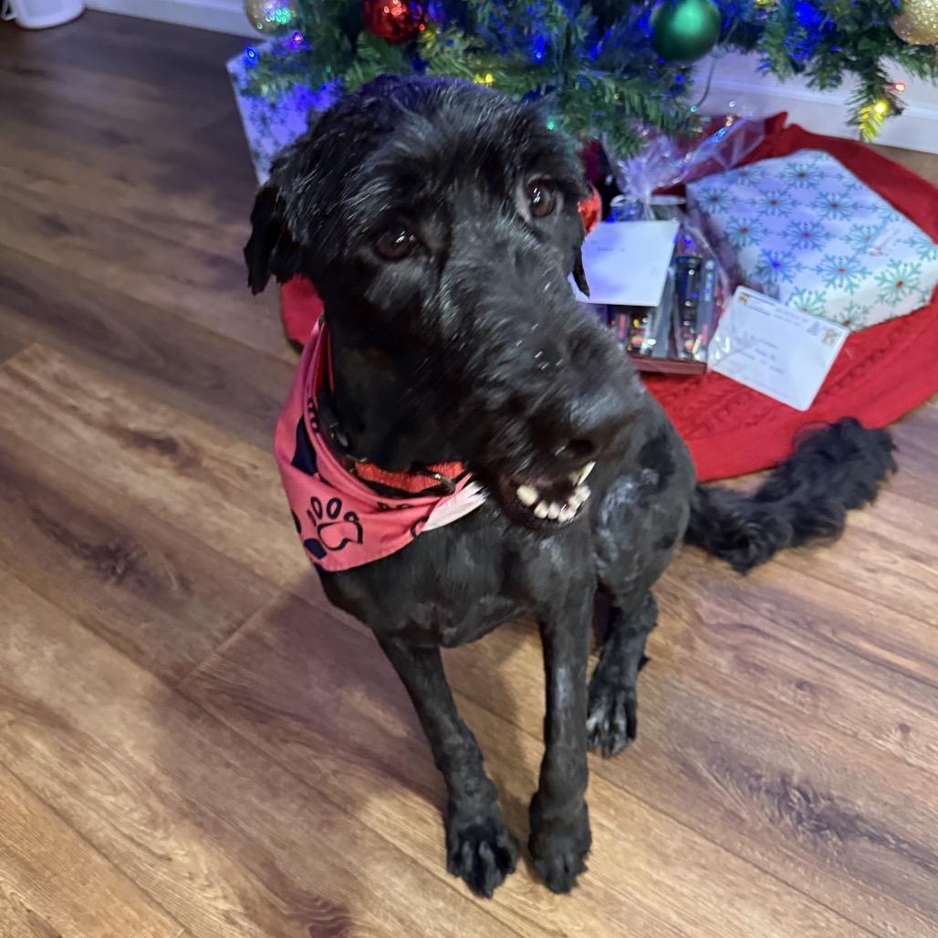 Enlarge Clara, a Adoptable mixed breed in Sarasota, FL image 5/6