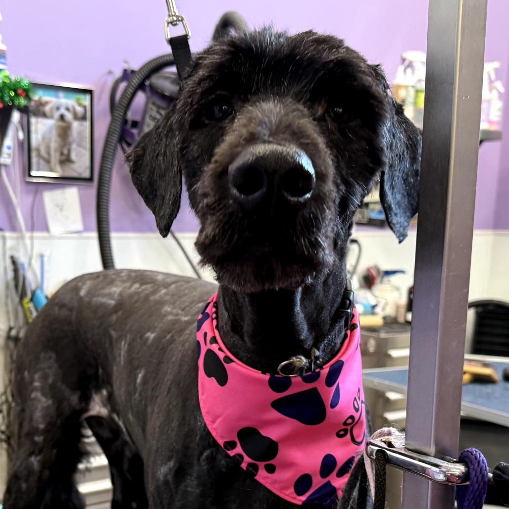 Enlarge Clara, a Adoptable mixed breed in Sarasota, FL image 6/6