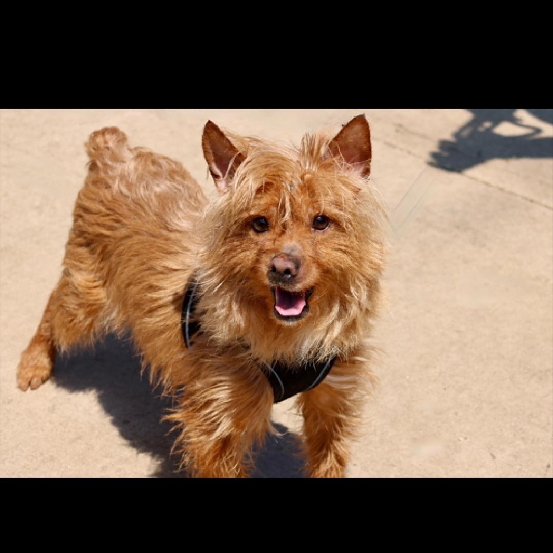 Marble, adopted, Adult Male Cairn Terrier & Yorkshire Terrier.
