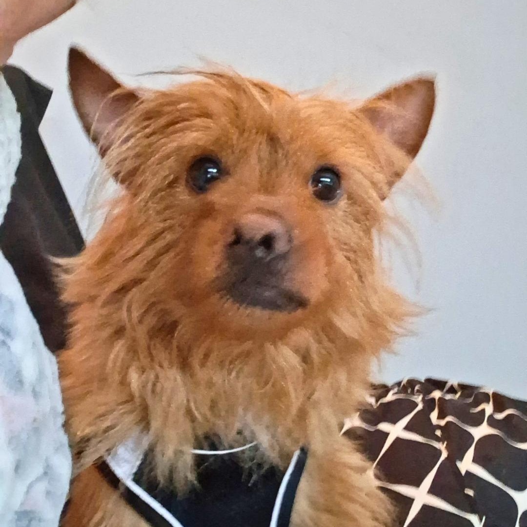 Marble, an adopted mixed breed in CAPE MAY, NJ image 2/6