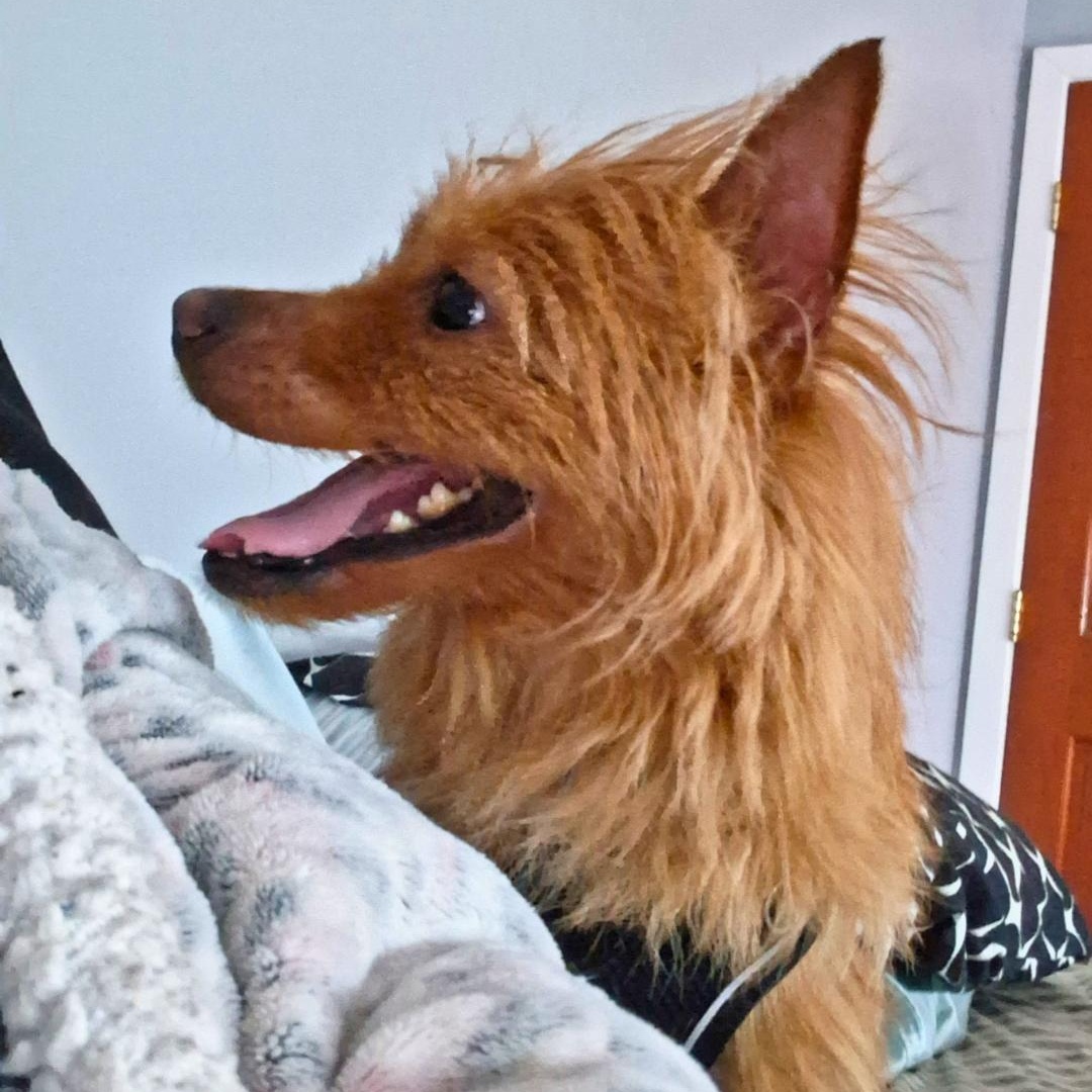 Marble, an adopted mixed breed in CAPE MAY, NJ image 3/6