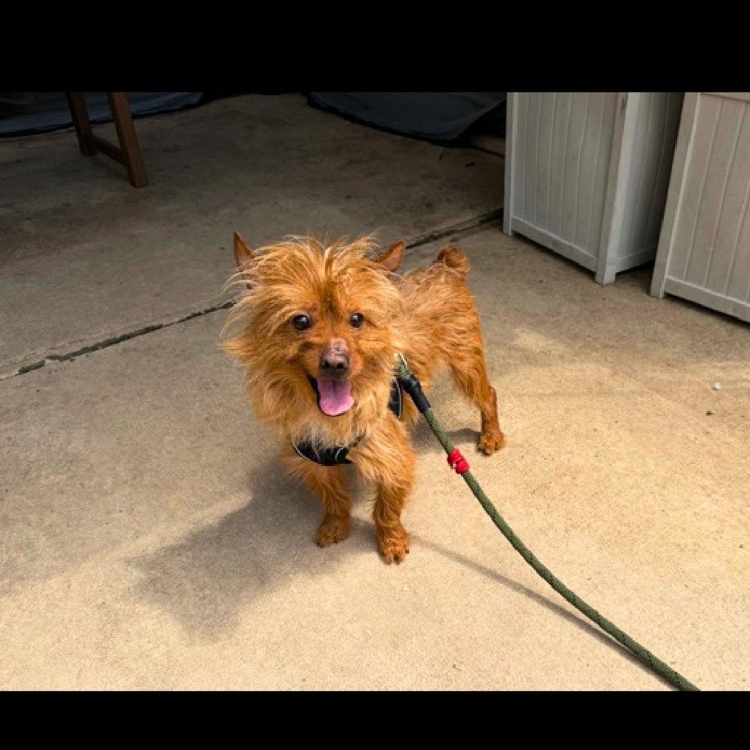 Marble, an adopted mixed breed in CAPE MAY, NJ image 6/6