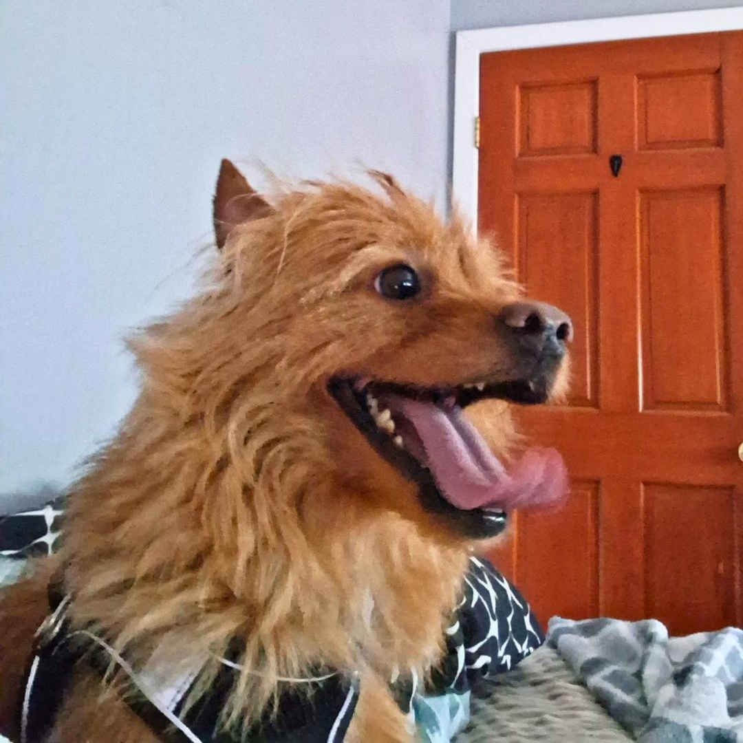 Marble, an adopted mixed breed in CAPE MAY, NJ image 5/6