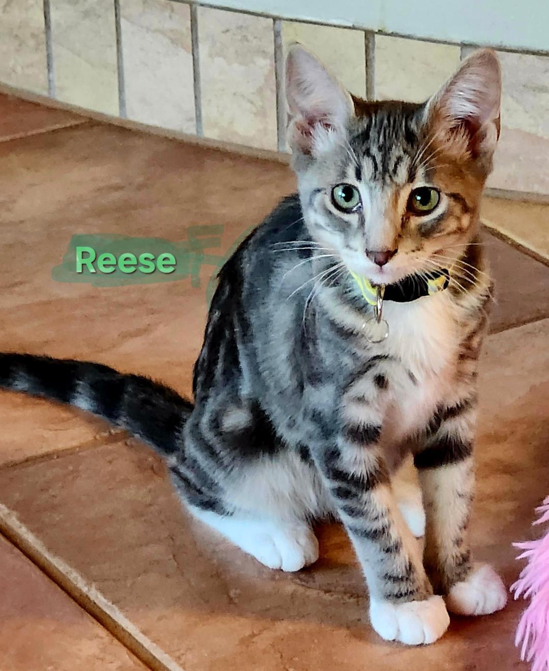 Reese, an adopted mixed breed in Las Cruces, NM image 2/2