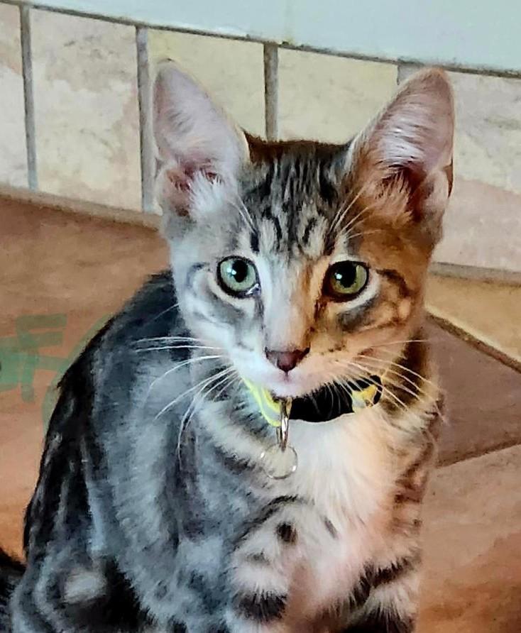 Reese, adopted, Kitten Male Tabby & Tuxedo.