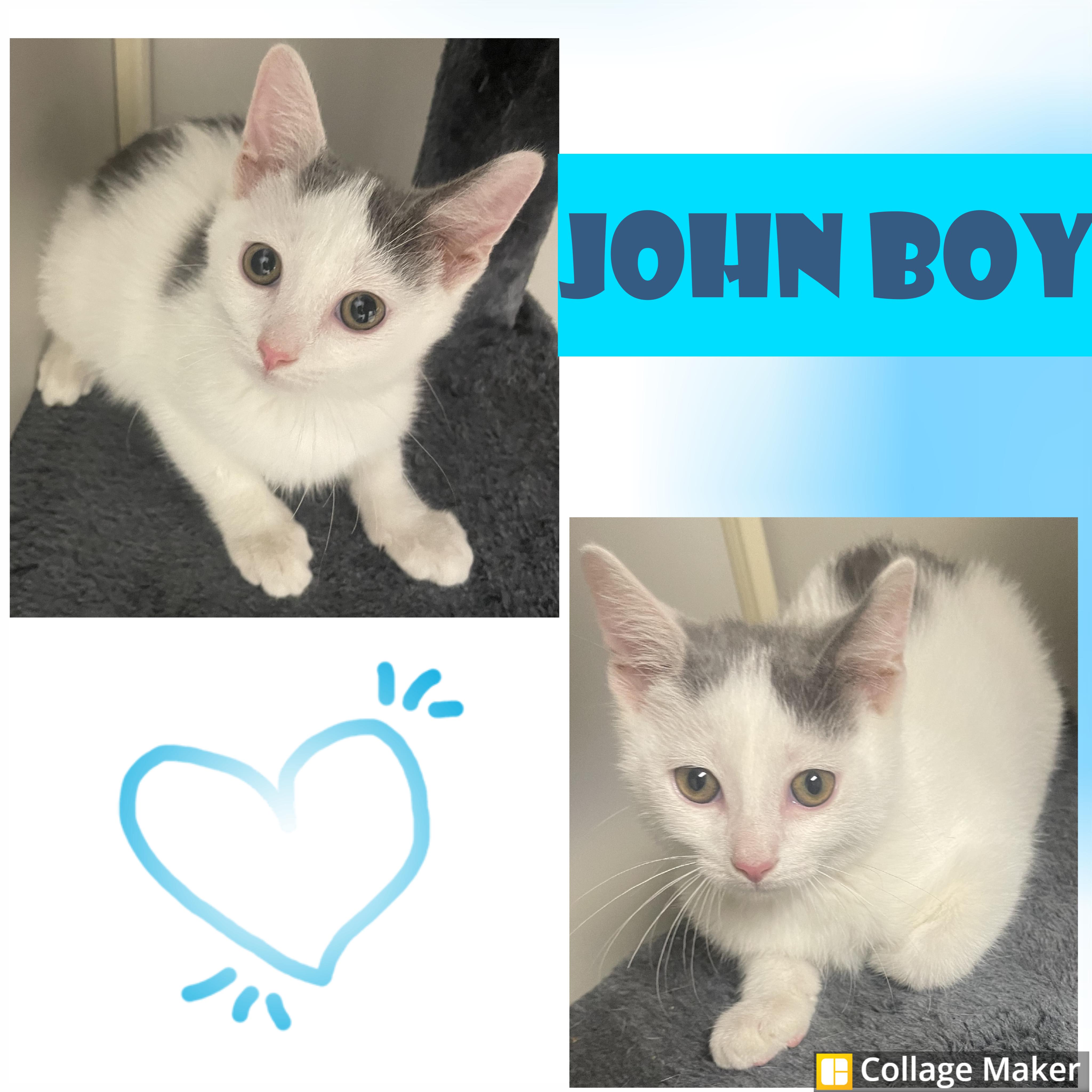 John Boy, Adoptable, Young Male Domestic Short Hair.