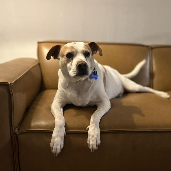 Patrick 9039, Adoptable, Senior Male Mixed Breed.