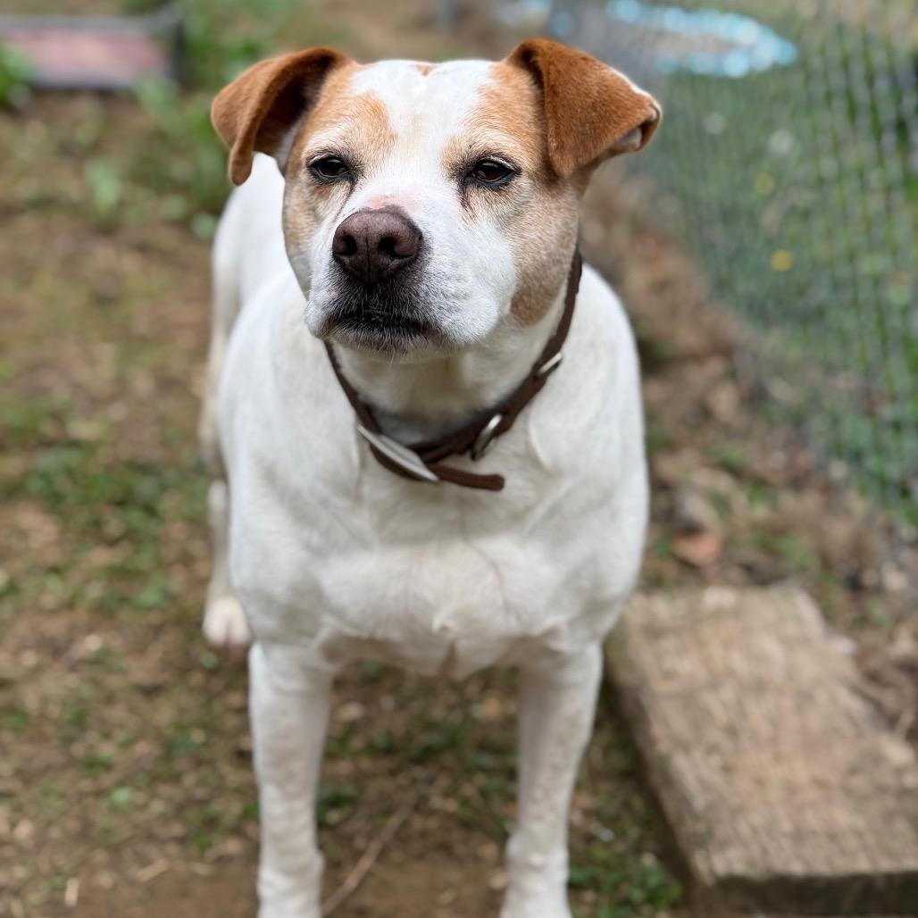 Patrick 9039, a Adoptable Mixed Breed in Columbus, GA image 2/6