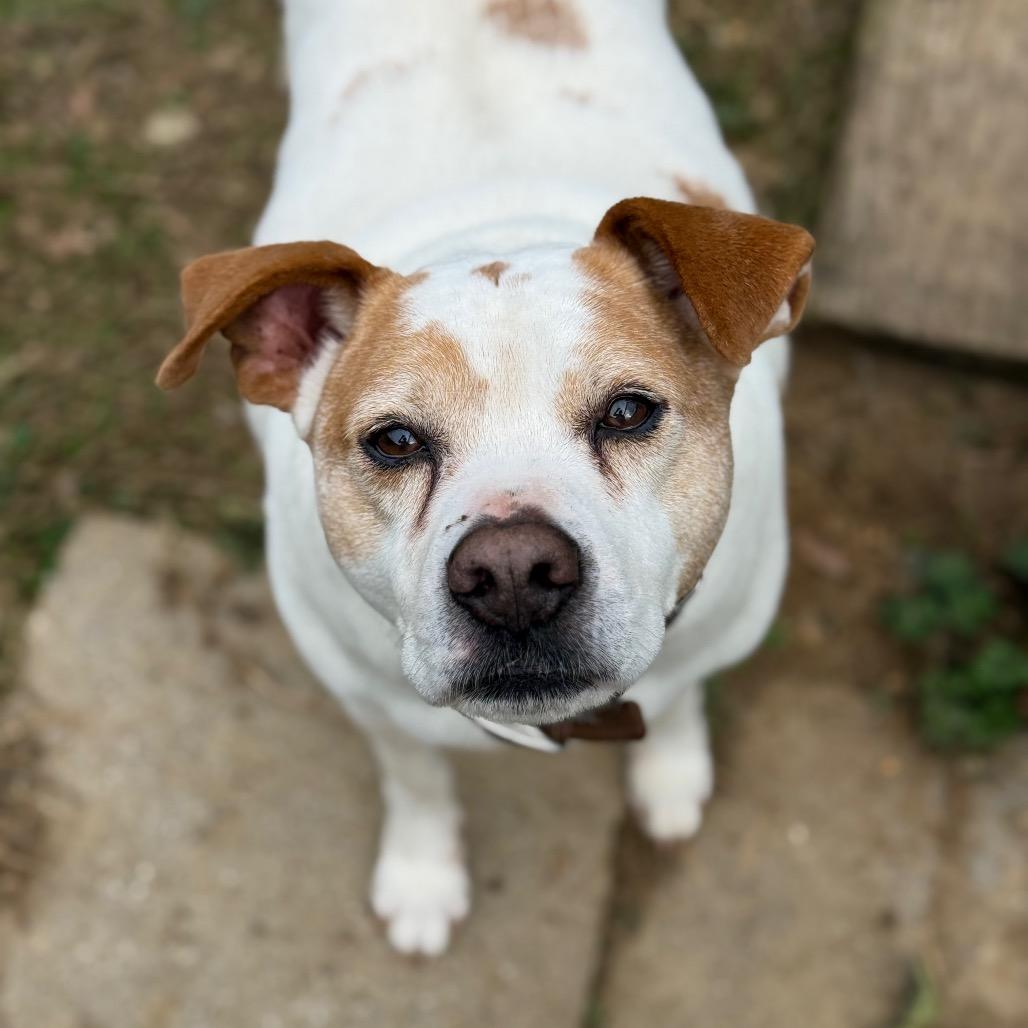 Patrick 9039, a Adoptable Mixed Breed in Columbus, GA image 3/6