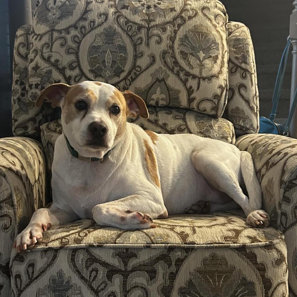 Enlarge Patrick 9039, a Adoptable Mixed Breed in Columbus, GA image 3/6