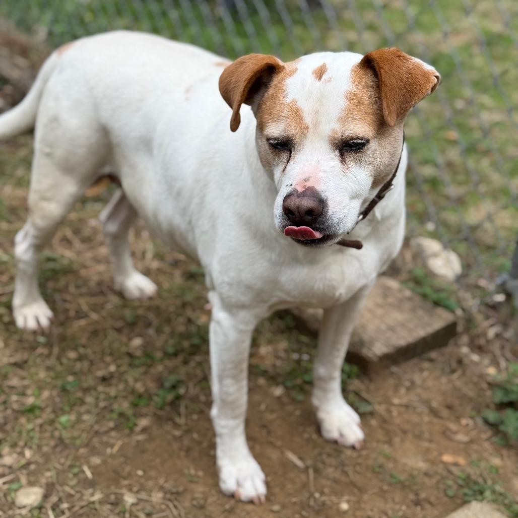 Patrick 9039, a Adoptable Mixed Breed in Columbus, GA image 4/6