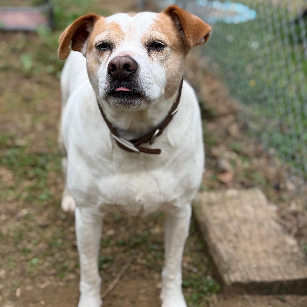 Patrick 9039, a Adoptable Mixed Breed in Columbus, GA image 5/6