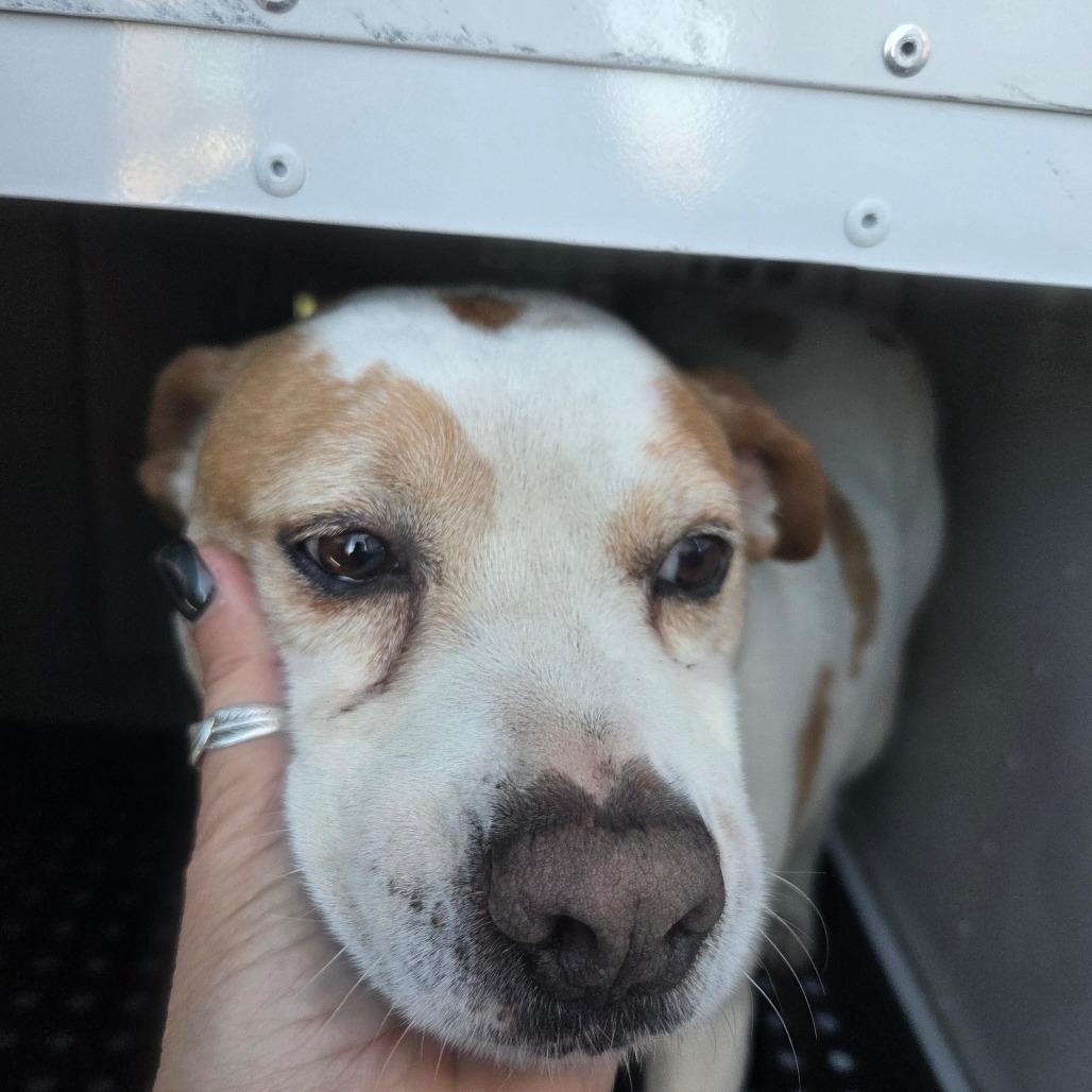Patrick 9039, a Adoptable Mixed Breed in Columbus, GA image 6/6