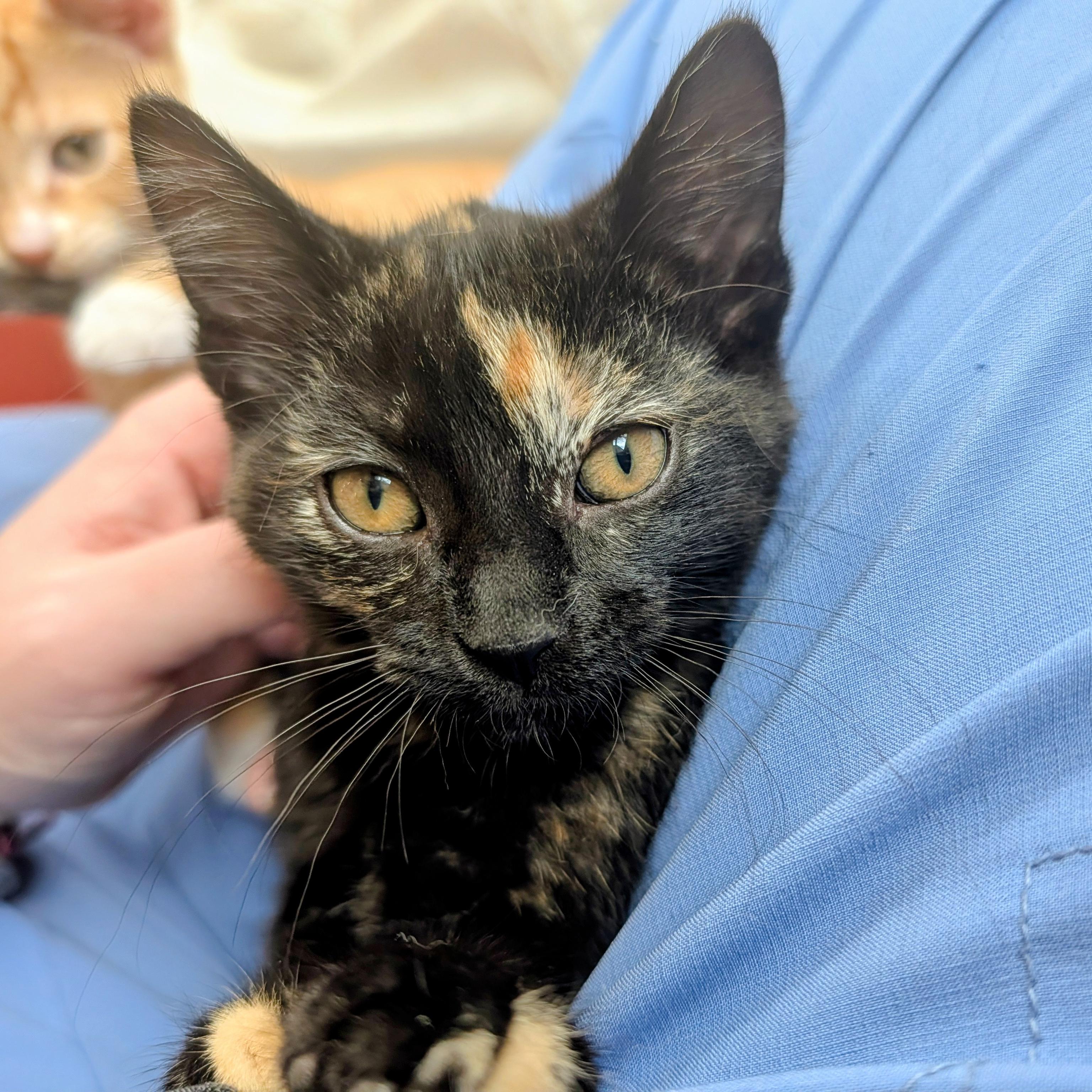 Provolone, adopted, Kitten Female Domestic Short Hair.