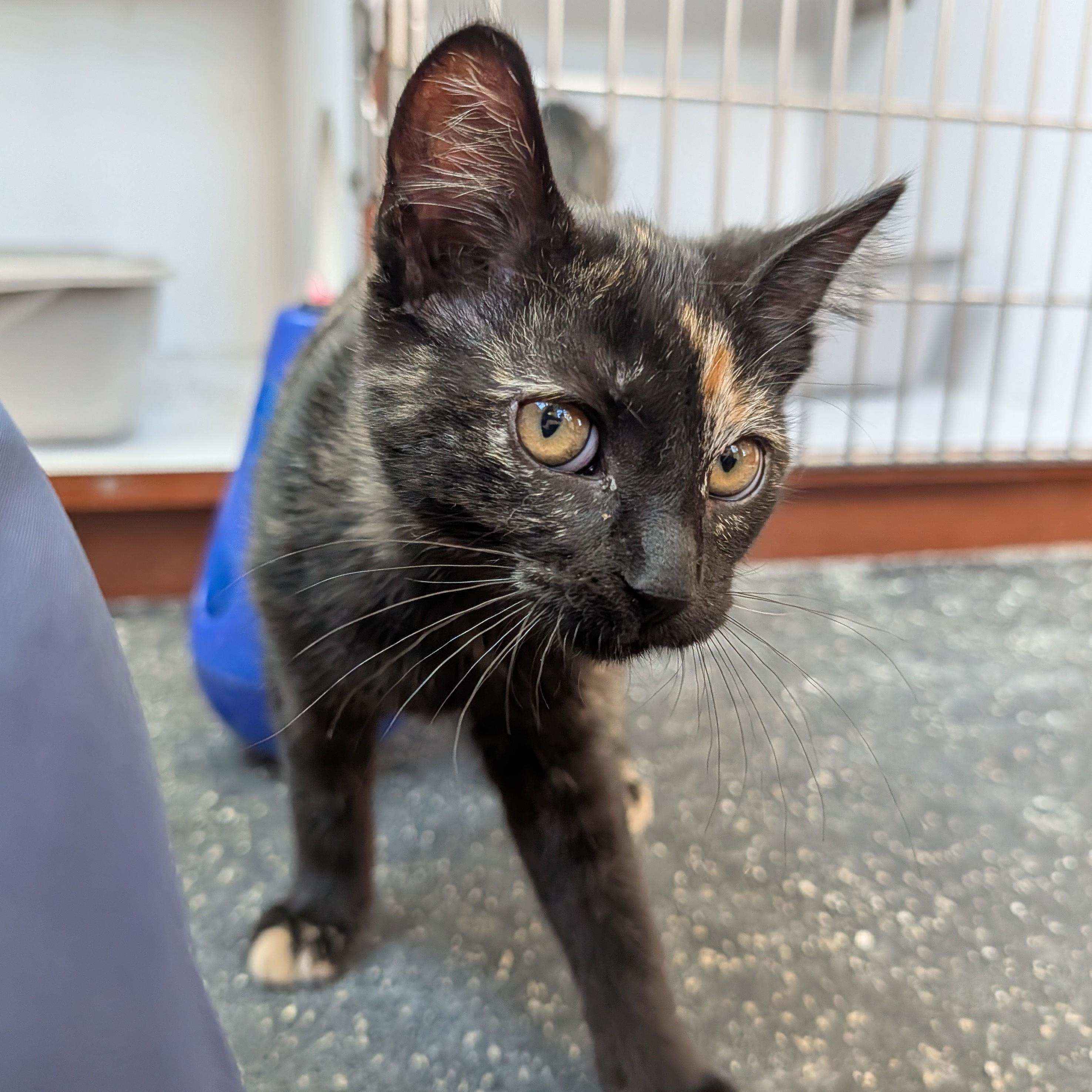 Enlarge Provolone, an adopted Domestic Short Hair in Madison, WI image 2/2