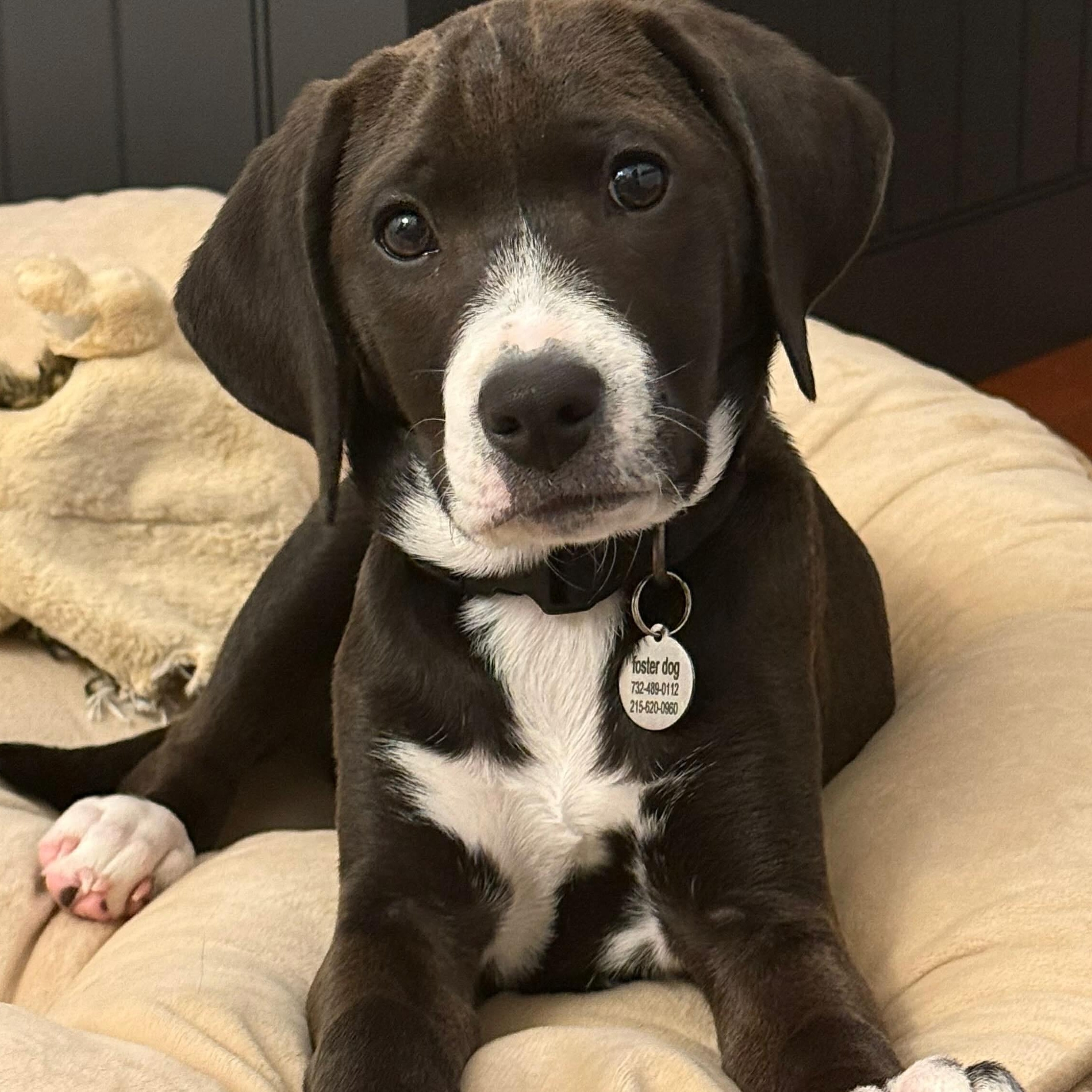 Jasmine, an adopted Labrador Retriever in Hatfield, PA image 6/6