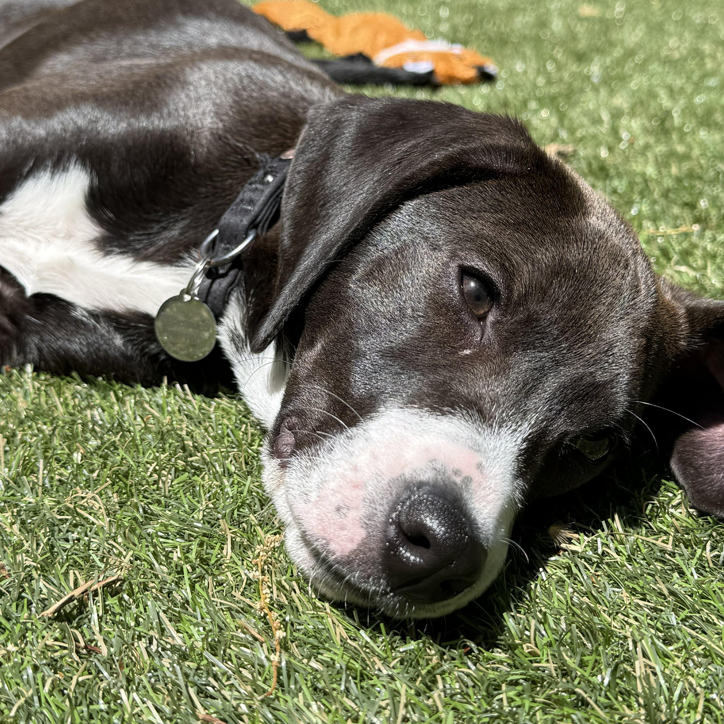 Jasmine, an adopted Labrador Retriever in Hatfield, PA image 2/6