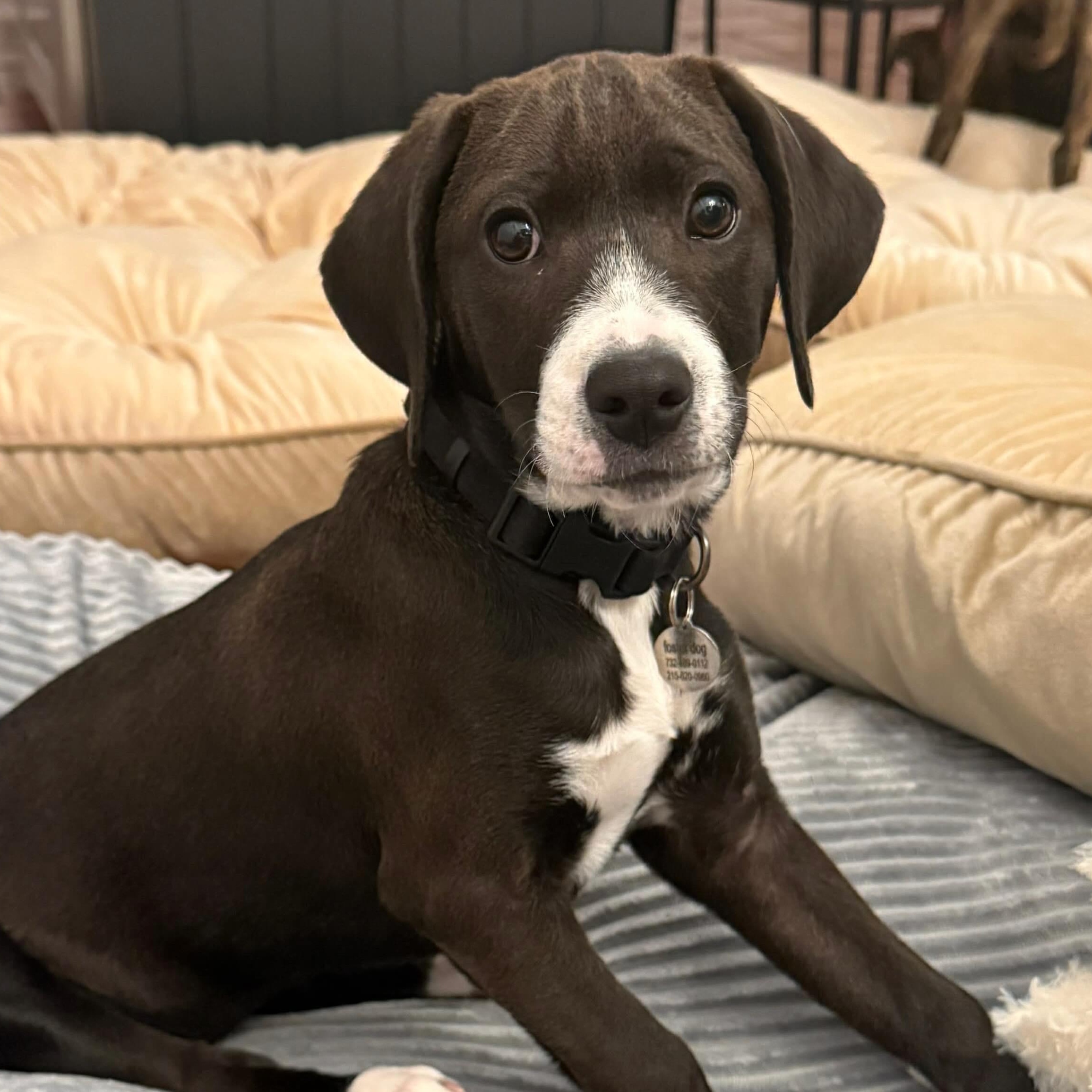 Jasmine, an adopted Labrador Retriever in Hatfield, PA image 3/6