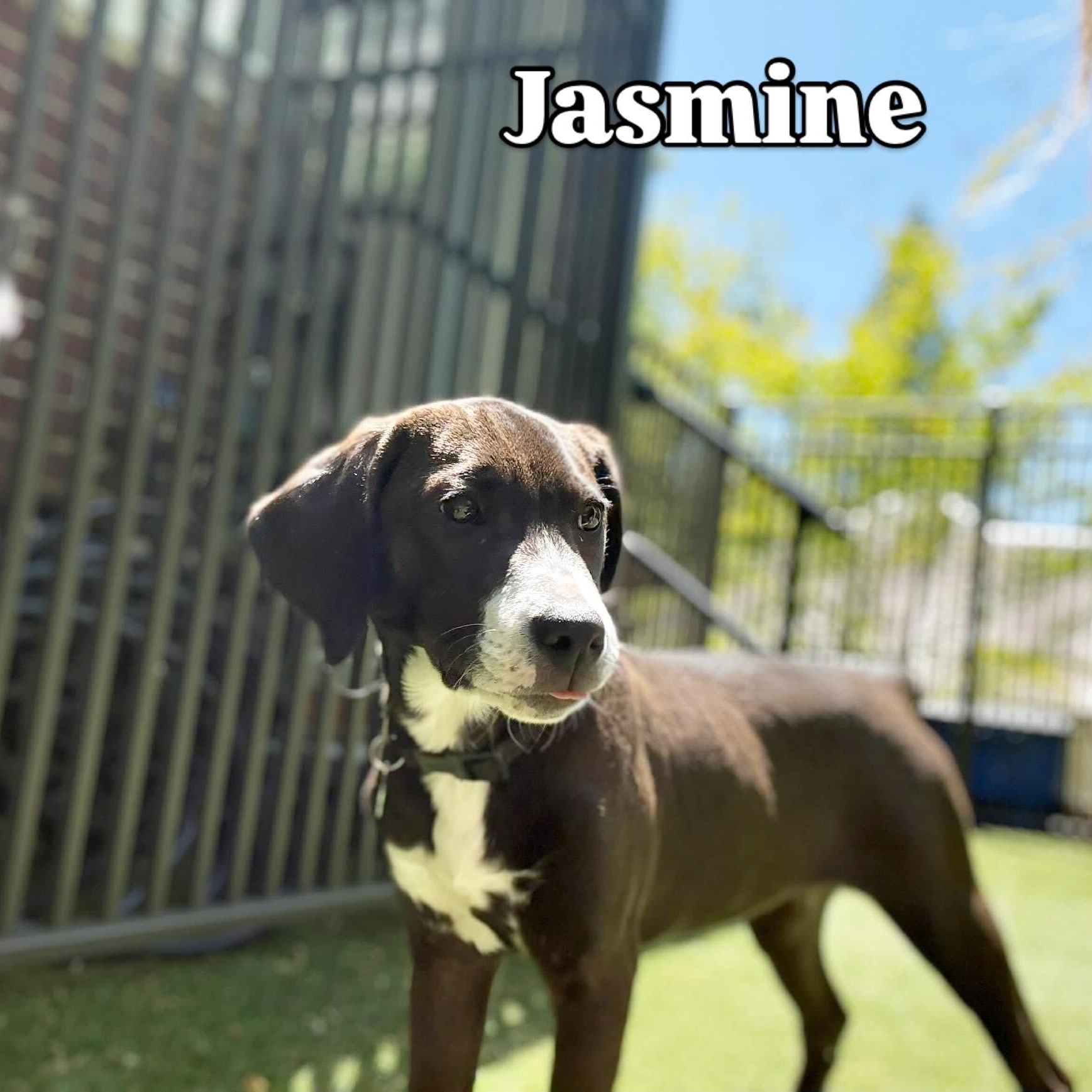 Jasmine, an adopted Labrador Retriever in Hatfield, PA image 5/6