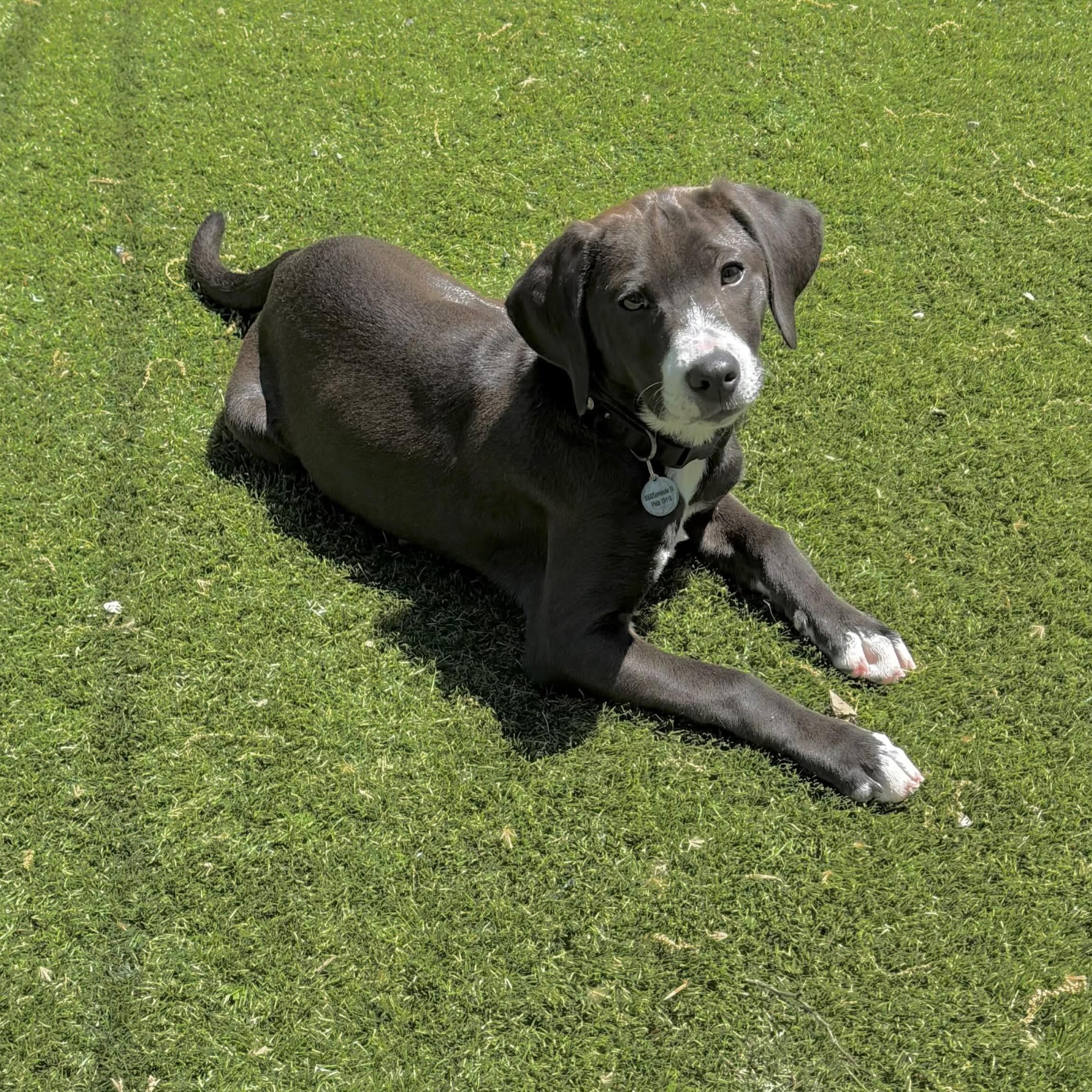 Jasmine, an adopted Labrador Retriever in Hatfield, PA image 4/6