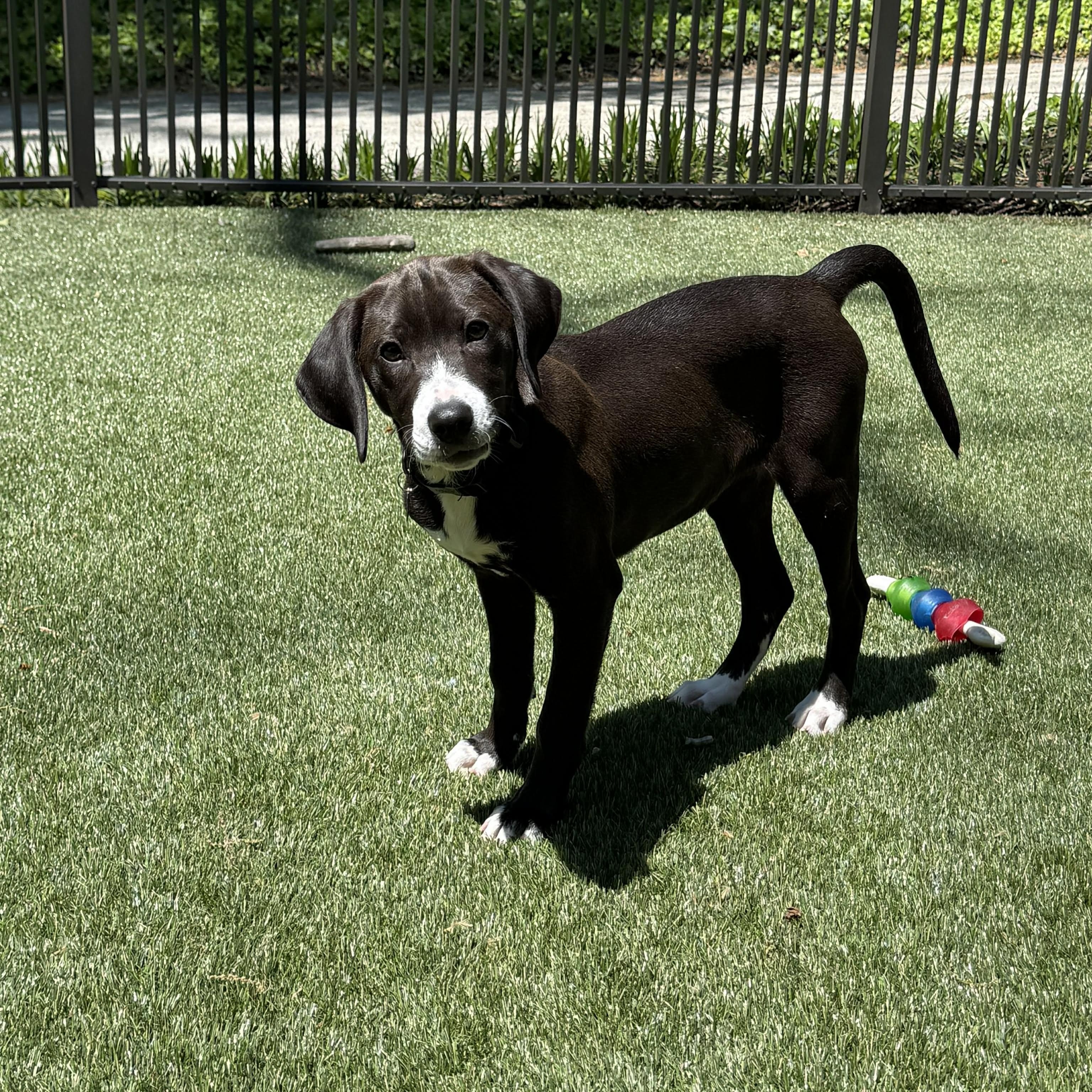 Jasmine, adopted, Puppy Female Labrador Retriever.