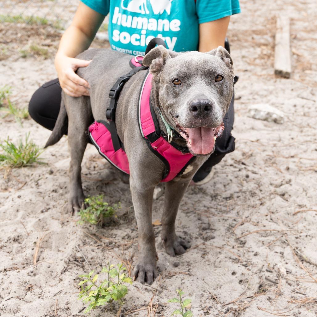 Honey Pie, Adoptable, Senior Female Mixed Breed.