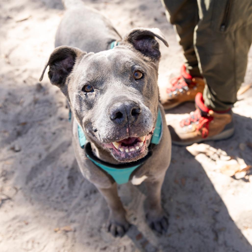 Honey Pie, a Adoptable Mixed Breed in Gainesville, FL image 2/6