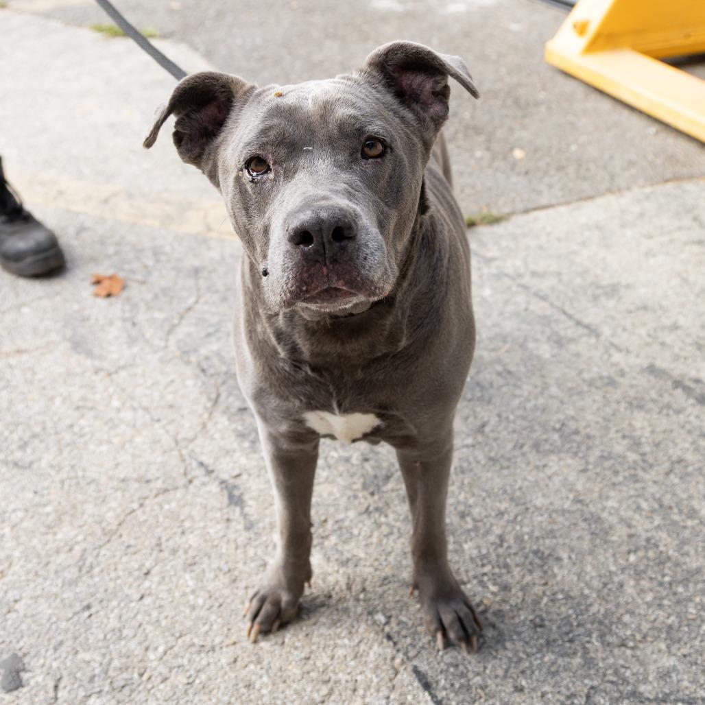 Honey Pie, a Adoptable Mixed Breed in Gainesville, FL image 3/6