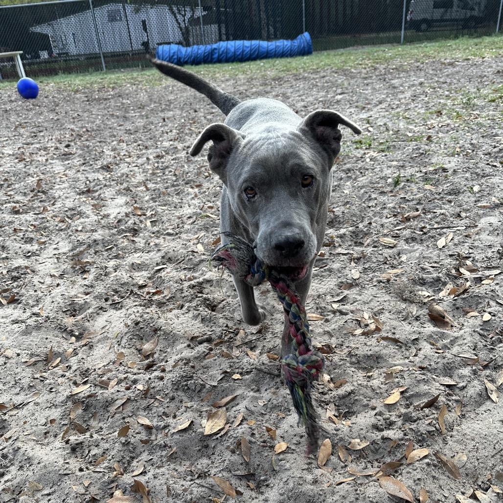 Honey Pie, a Adoptable Mixed Breed in Gainesville, FL image 4/6