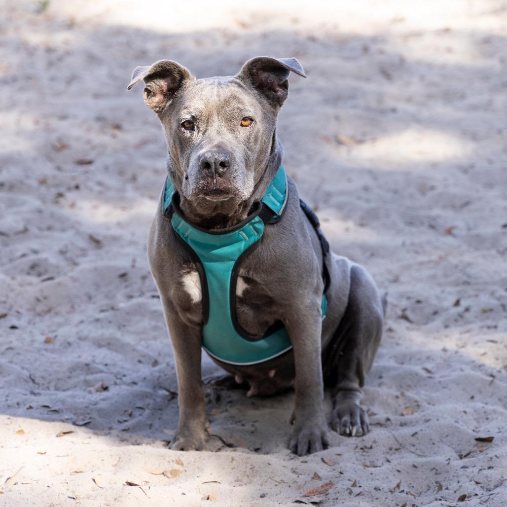 Honey Pie, a Adoptable Mixed Breed in Gainesville, FL image 5/6