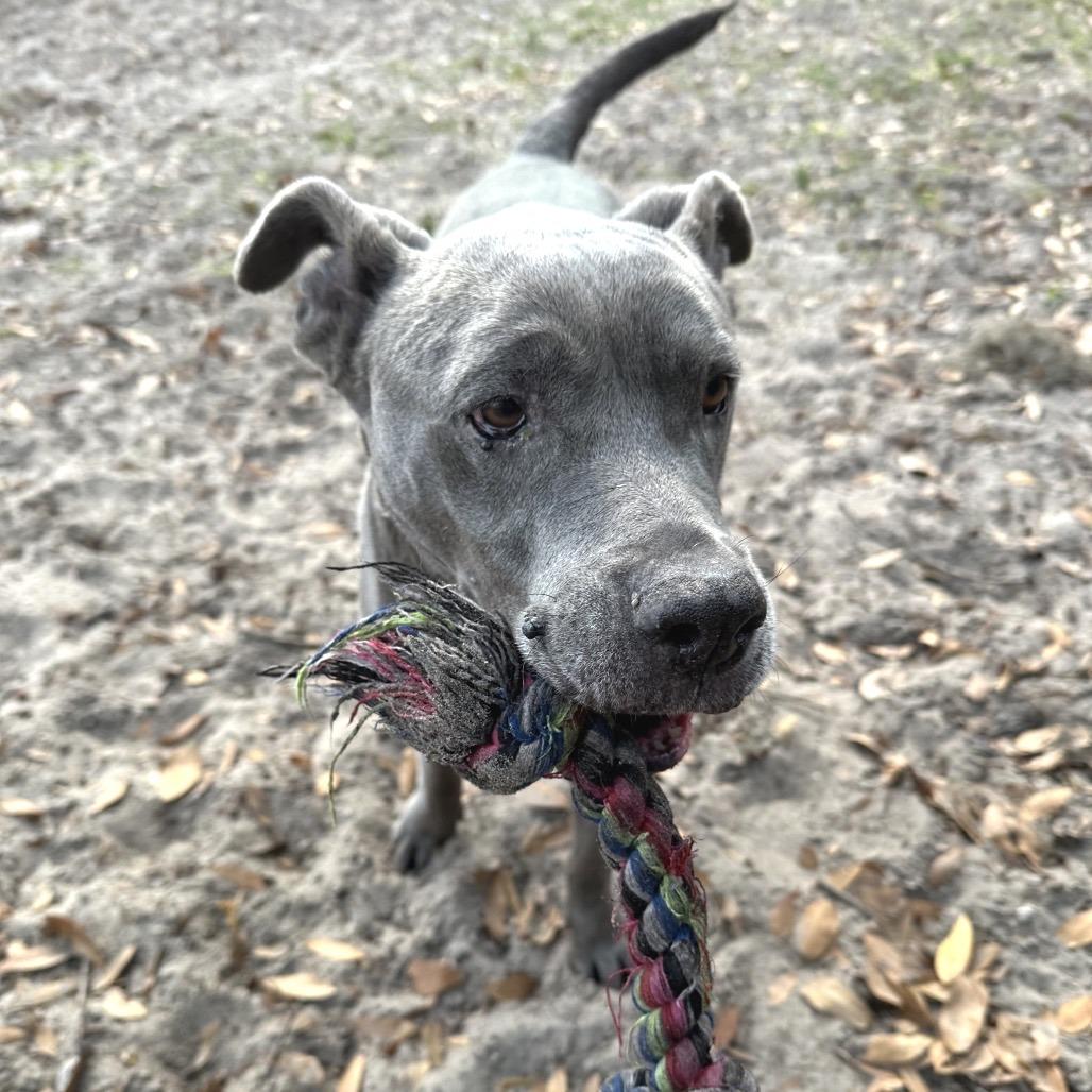Honey Pie, a Adoptable Mixed Breed in Gainesville, FL image 6/6