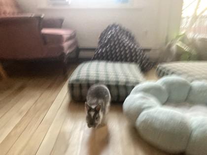 Enlarge Bonnie (Bunbun), a Adoptable Bunny Rabbit in Montreal, QC image 2/6