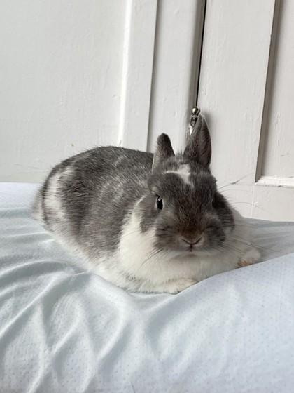 Enlarge Bonnie (Bunbun), a Adoptable Bunny Rabbit in Montreal, QC image 3/6
