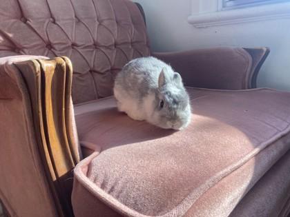 Enlarge Bonnie (Bunbun), a Adoptable Bunny Rabbit in Montreal, QC image 6/6