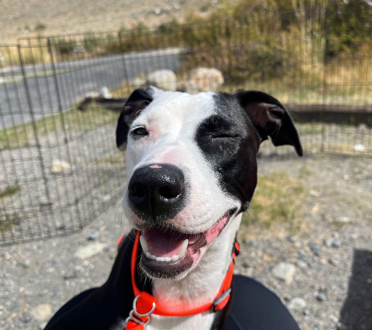 Enlarge Kira, a Adoptable mixed breed in Davis, CA image 2/3