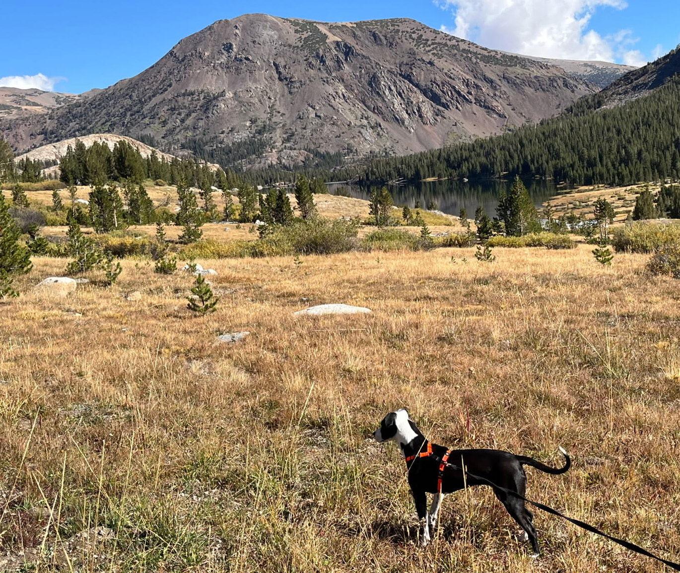 Enlarge Kira, a Adoptable mixed breed in Davis, CA image 3/3