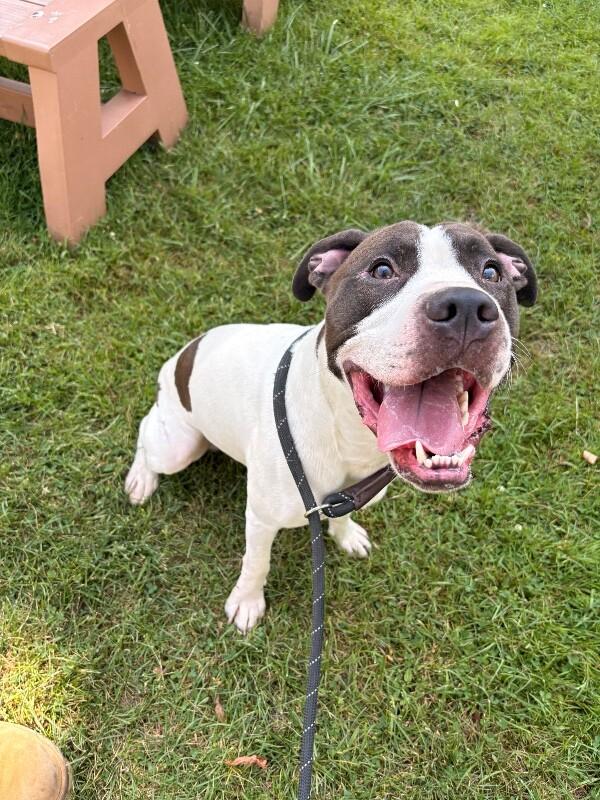 Lucky, Adoptable, Adult Male Pit Bull Terrier & Mixed Breed.
