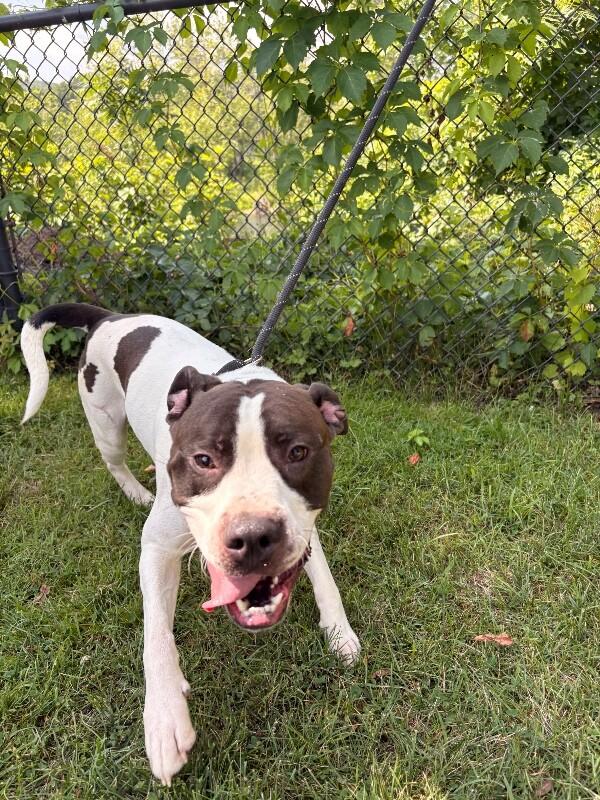 Lucky, a Adoptable mixed breed in Warren, PA image 2/3