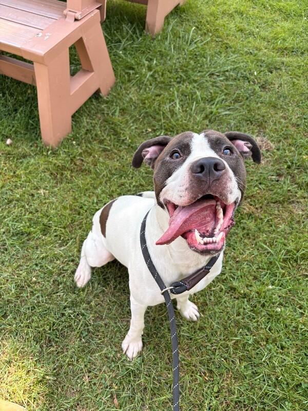Lucky, a Adoptable mixed breed in Warren, PA image 3/3