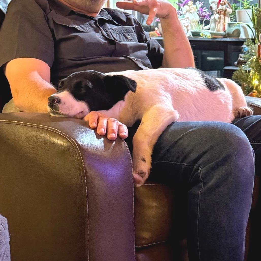 Lady Mooria Porkchop (Foster), Adoptable, Puppy Female Cardigan Welsh Corgi & Mixed Breed.