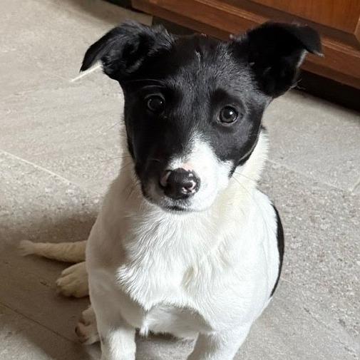 Lady Mooria Porkchop (Foster), a Adoptable mixed breed in Belleville, IL image 2/5