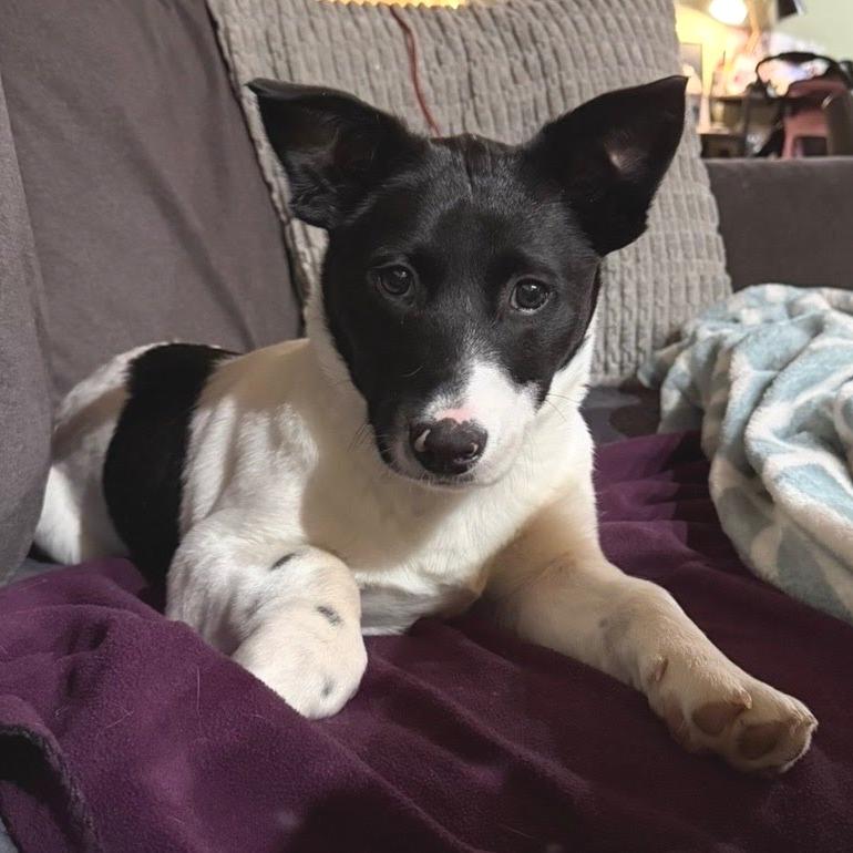 Lady Mooria Porkchop (Foster), a Adoptable mixed breed in Belleville, IL image 4/5