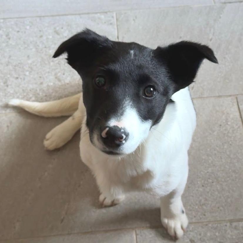 Lady Mooria Porkchop (Foster), a Adoptable mixed breed in Belleville, IL image 5/5