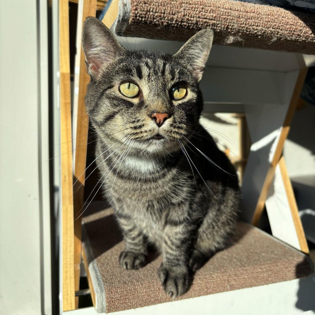 Nintendo (Bonded to Quill), Adoptable, Adult Male Domestic Short Hair.